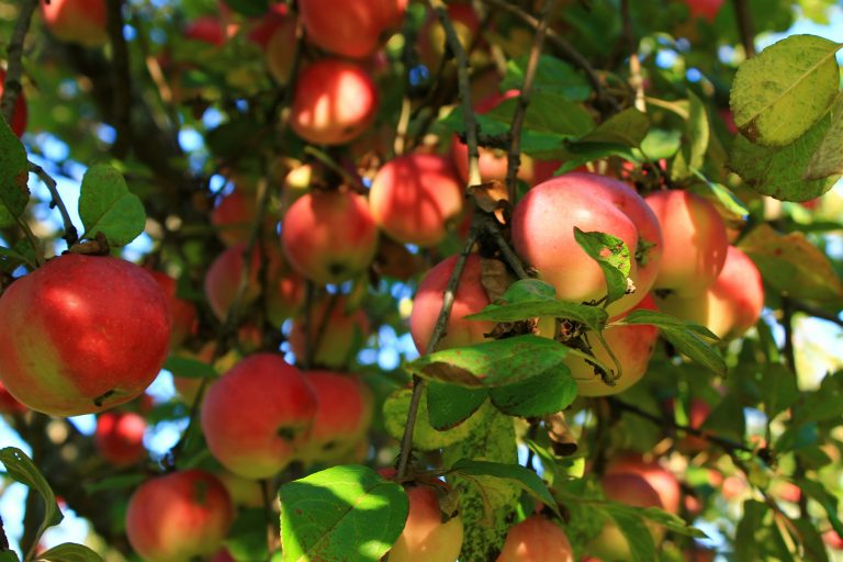 La saison des plantations est lancée !