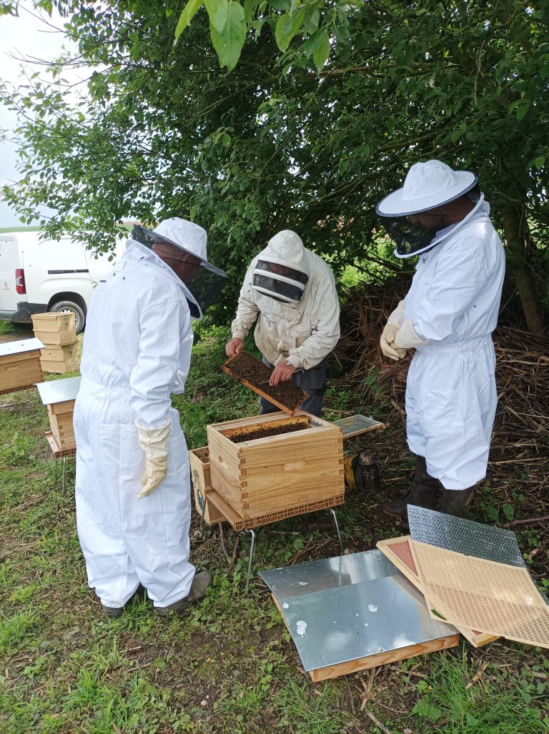 Plongez dans l’univers sucré des abeilles avec energieTEAM